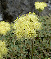 Eriogonum ursinum