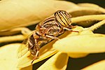 Eristalinus fuscicornis