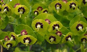 Gros plan des fleurs ; cultivar 'Black pearl' à glandes noires.