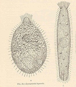 Lacrymaria lagenula