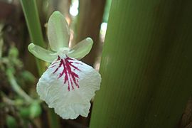 Cardamom flower