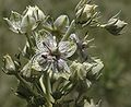 Monument plant, Frasera speciosa, or whatever you call it, Cerro Grande