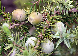 Détail des fruits.