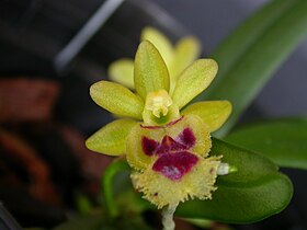 Haraella retrocalla