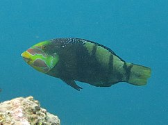 Un tamarin à bandes noires (Hemigymnus fasciatus)