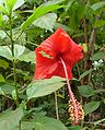 Red Hibiscus of Kerala