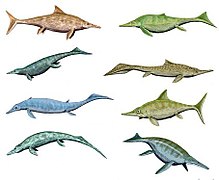 Various species of Ichthyosaurs displaying different types of dorsal fins