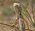 Female in Krishna Wildlife Sanctuary, Andhra Pradesh, India.