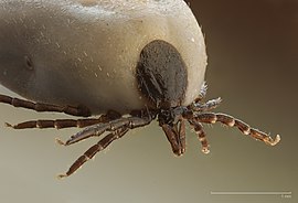 Ixodes ricinus (cheio de sangue)