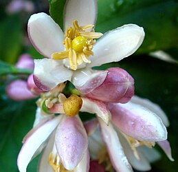 Blooming key lime flower