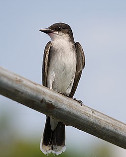 Тиран королівський (Tyrannus tyrannus)