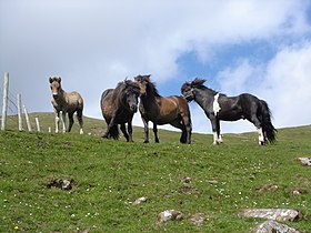 Un groupe de poneys des îles Féroé