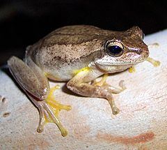 Description de l'image Litoria jervisiensis.JPG.