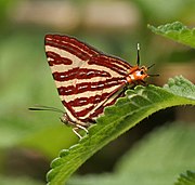 In Buxa Tiger Reserve, India