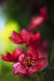 Flower detail