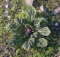 Mandragora autumnalis