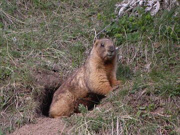 Алтајски мрмот (Marmota baibacina), Алтајске планине, Казахстан