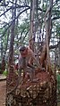 Monkeys around Big Banyan Tree surroundings