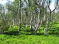 Image 17A stand of mountain birch at around 750 m in Trollheimen, typical of Scandinavian subalpine forests (from Montane ecosystems)