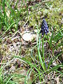 Muscari neglectum