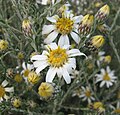 Olearia pimeleoides (Sottotribù Hinterhuberinae)