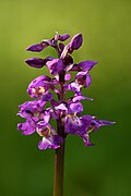 Orchis mâle en Estonie.