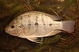 Oreochromis andersonii, a threatened species of south–central Africa