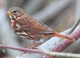 P. i. iliaca [en], Whitby, Ontário