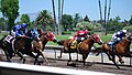 Quarter Horse racing at the Alameda County Fair