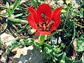 Flor de Tulipa agenensis.