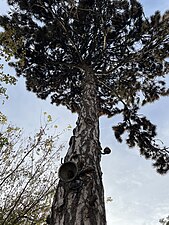 Pine (Pínus)