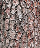 bark