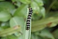 Polytela caterpillar (a Noctuid herbivore)