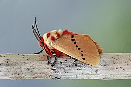 Rosy ermine moth (Trosia nigropunctigera)