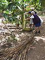 fallen leaf of the Roystonea regia, Cuba (Baracoa)