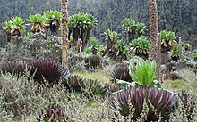 Rwenzori Vegetation