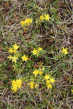 Gullsteinbrjótur (S. aizoides)