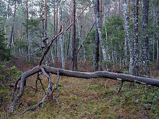 Sumpskog i västra delen av reservatet.