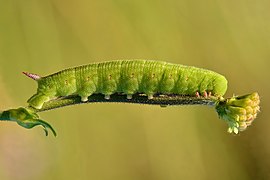 Caterpillar