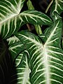 Caladium lindenii.