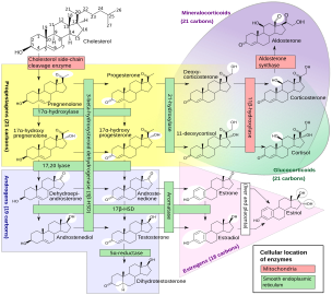 File:Steroidogenesis.svg