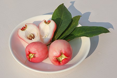 Syzygium samarangense, by Basile Morin