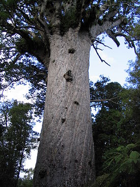 Новозеландское каури (Agathis australis)