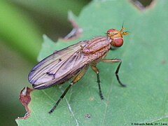 Tetanocera phyllophora.