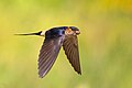 Red-rumped swallow