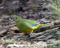 parrot on the ground