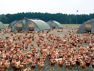 Élevage de « volailles des Landes ».