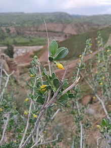 قیچ خودرو در بهبهان