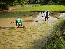 Two people planting rice plants in water