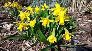 Verzauberter Frühling im Vorgarten in Berlin